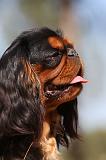 KING CHARLES SPANIEL 140